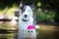 Preview: DOOG Seals - senkrecht schwimmendes Wasserspielzeug